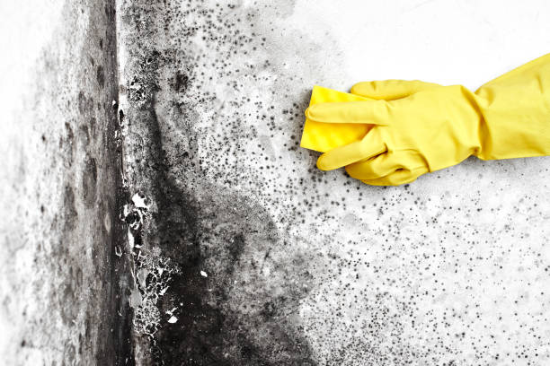 Best Toxic Mold Removal  in Eldersburg, MD