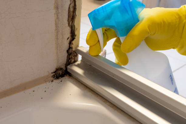 Best Attic Mold Removal  in Eldersburg, MD