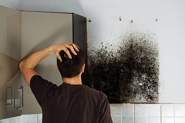 Best Mold Cleaning Services  in Eldersburg, MD